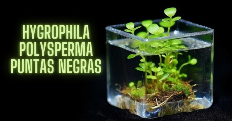 Hygrophila Polysperma Puntas Negras