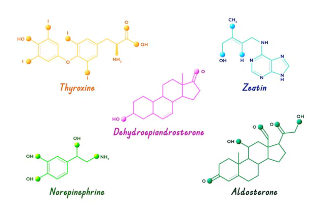 monosaccharide Simple Definition